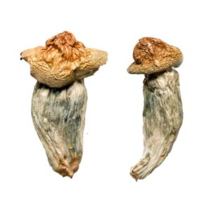 Buy Melmac (Homestead Penis Envy) Magic Mushrooms online